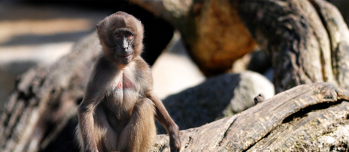 Do animals have menstrual cycles?